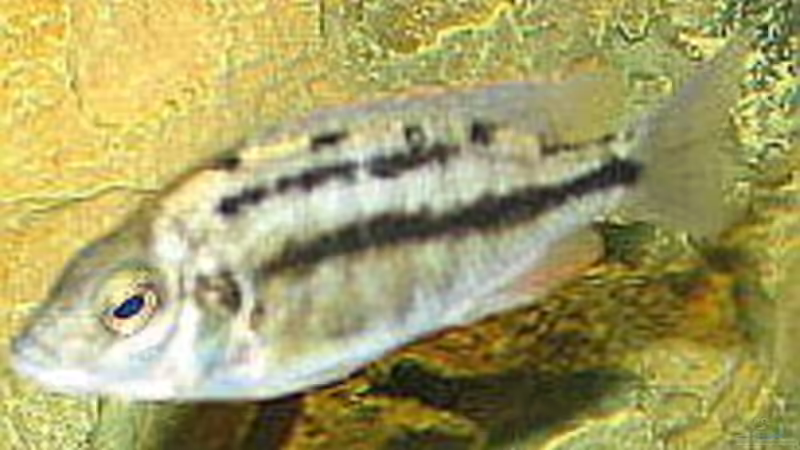 Copadichromis Boadzulu weibchen von Osman Gökcül (17)