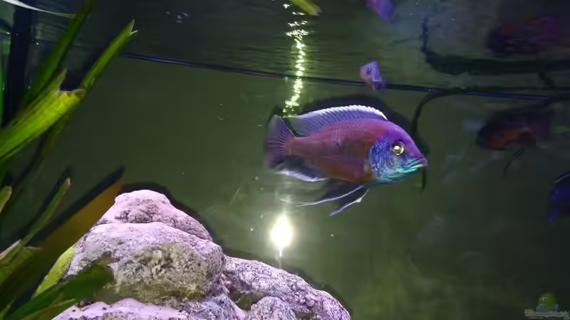 Copadichromis boreyi von Irzzz (28)