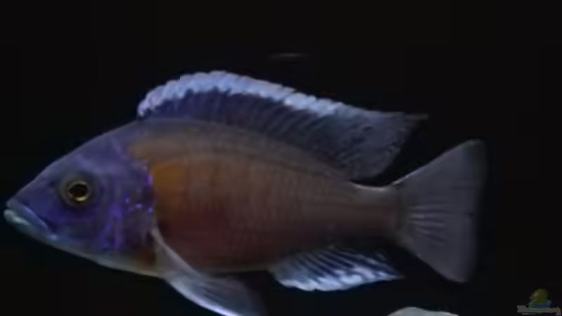 Copadichromis borley kadango red fin  von Heike Fuchs (38)