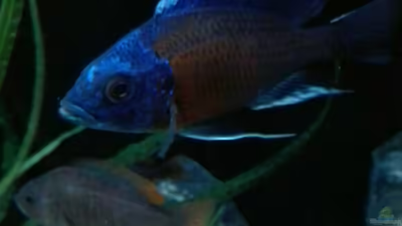 Copadichromis borley kadango red fin  von Heike Fuchs (53)