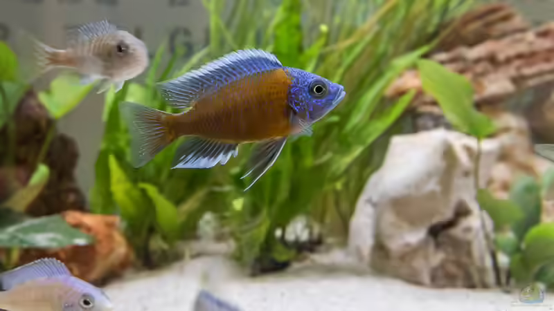 Copadichromis Borley Kadango Red Fin (m) von Martin Pröll (18)