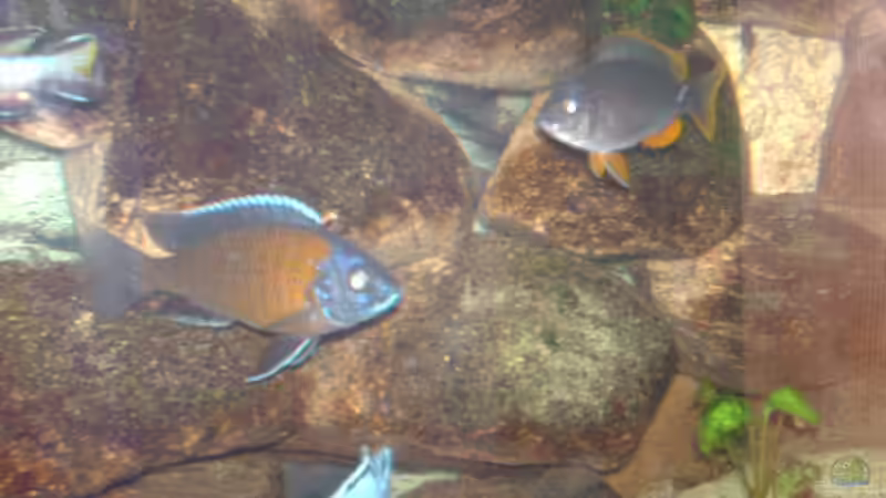 Copadichromis borley kadango red fin von Jens Szymaniak (10)