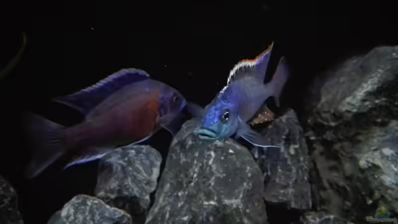 Copadichromis borley kadango red fin vs. Protomelas similis  von Heike Fuchs (36)