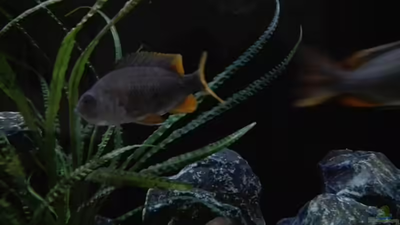 Copadichromis borley kadango red fin Weibchen  von Heike Fuchs (39)