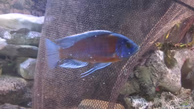 Copadichromis borley von Manfred Meyer (31)