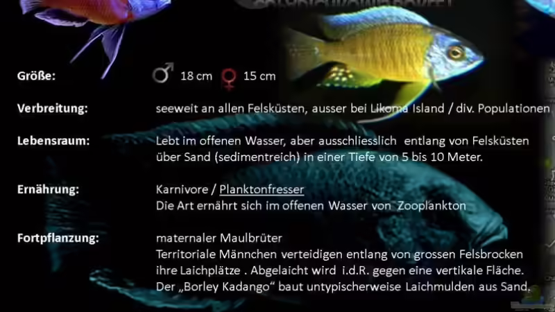 Einrichtungsbeispiele für Aquarien mit Copadichromis