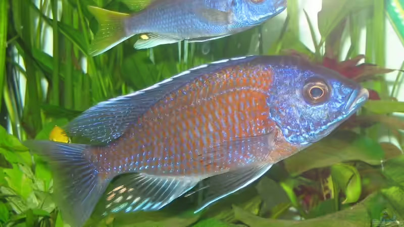 Copadichromis borleyi, kadango (m - 15 cm ) von Vuletic Dejan (12)