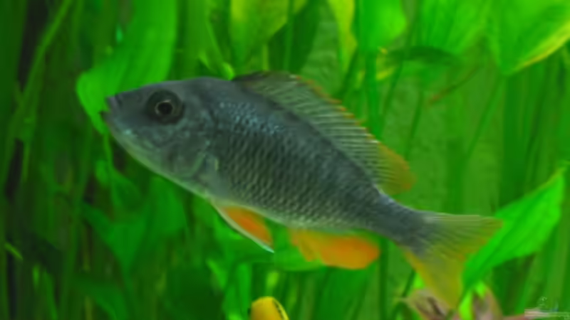 Copadichromis borleyi, kadango (w) von Vuletic Dejan (7)