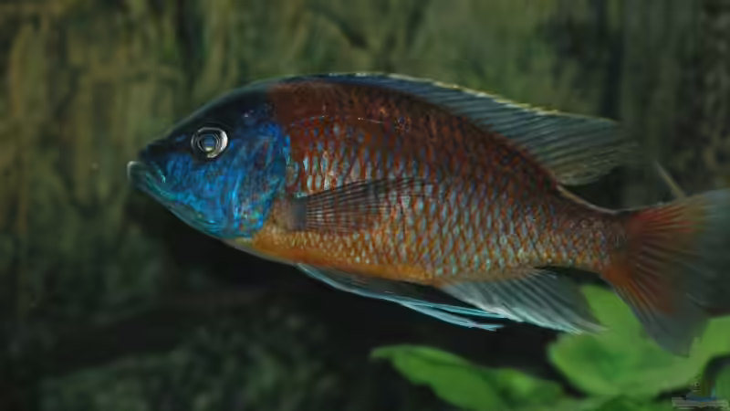 Copadichromis borleyi ´Kadango´  von Abdullah Özer (44)