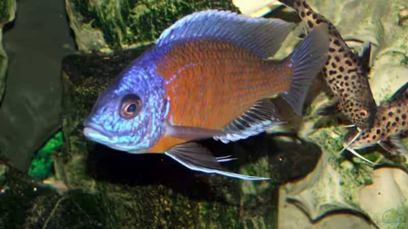 Copadichromis borleyi ´Kadango´  von Abdullah Özer (45)