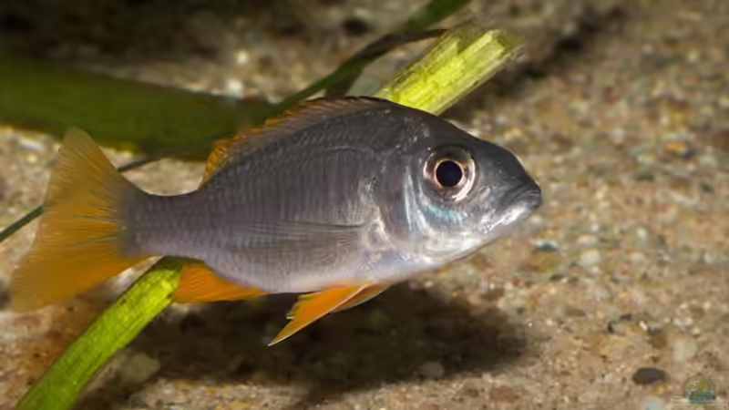 Copadichromis borleyi ´Kadango´  von AjakAndi (67)