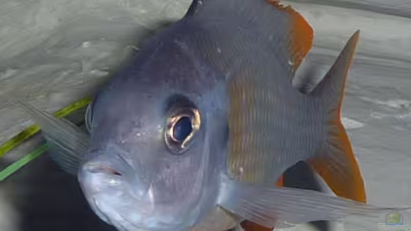 Copadichromis borleyi kadango  (Weibchen) von AjakAndi (27)