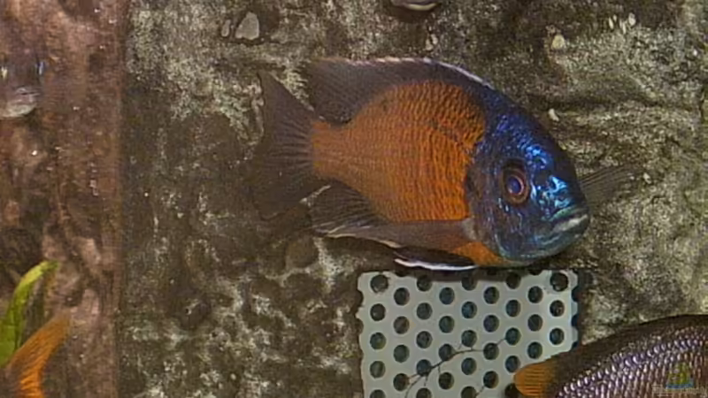 Copadichromis borleyi kadango 30.03.05 von Armin Lange (11)