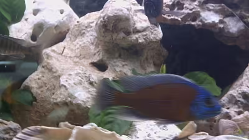 Copadichromis borleyi kadango 30.03.05 von Armin Lange (9)