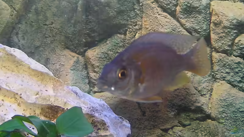Copadichromis borleyi Kadango Bock von mbuna-guwo (15)