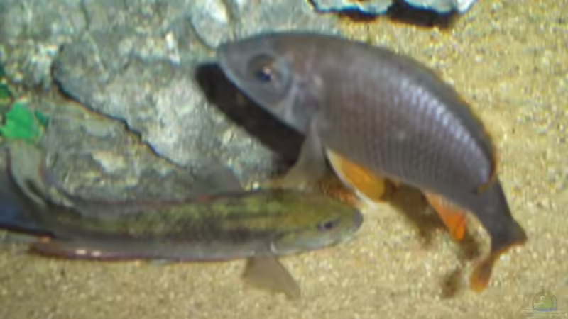 Copadichromis borleyi kadango female von Esslinger (18)