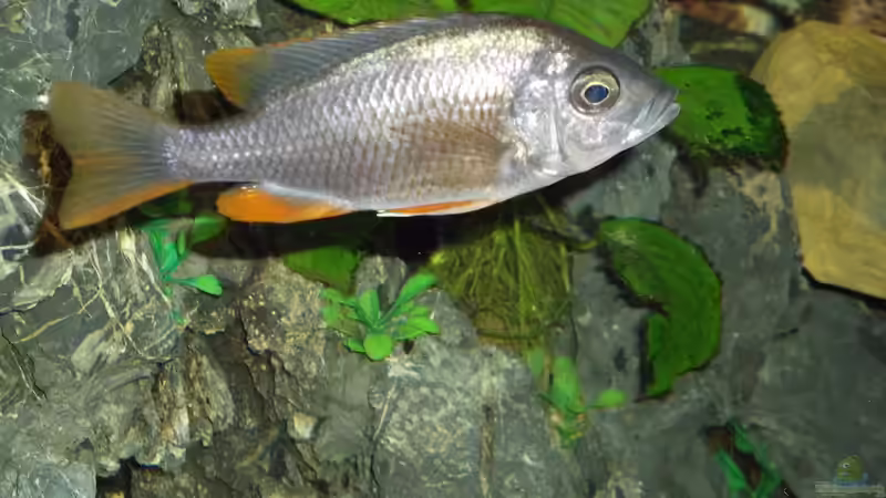 Copadichromis borleyi kadango Female von Esslinger (9)