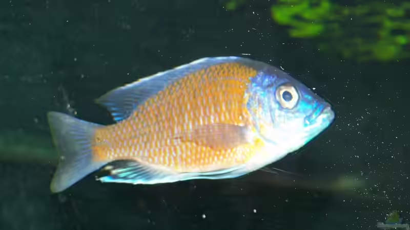 Copadichromis borleyi (Kadango) (klein) von Klabuster (22)