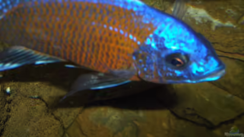 Copadichromis borleyi kadango Male  von Esslinger (21)