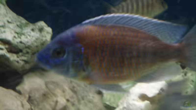 Copadichromis borleyi Kadango red  von Dennis Kaiser (17)