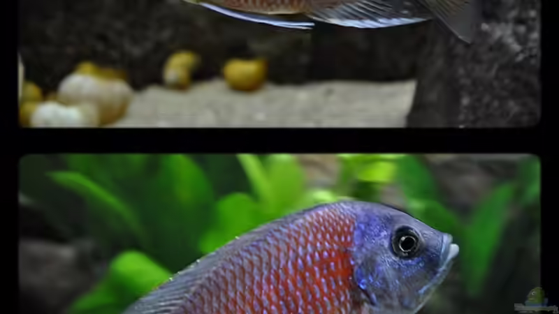 Copadichromis Borleyi Kadango ´Red Fin´ - Mix 1 von ***ELLIS*** (68)