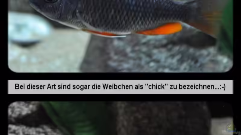 Copadichromis Borleyi Kadango ´Red Fin´ - Mix 2 von ***ELLIS*** (69)