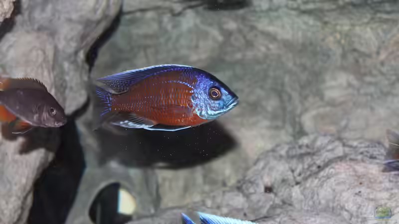 Copadichromis Borleyi ´Kadango Red Fin´  (M) von Thomas B. (37)