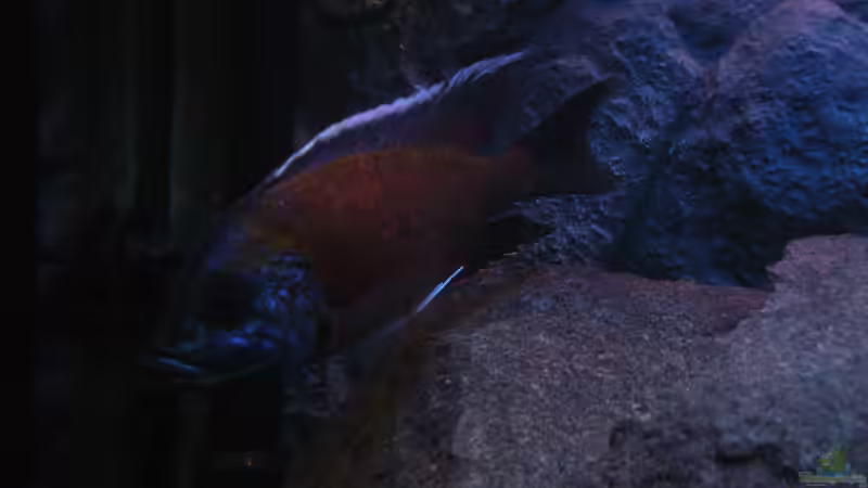 Copadichromis Borleyi Kadango Red Fin Bock (Bild1) von Marcel. (30)