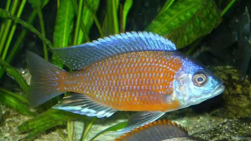 Copadichromis borleyi Kadango Red Fin M von Daniel Riedel (19)