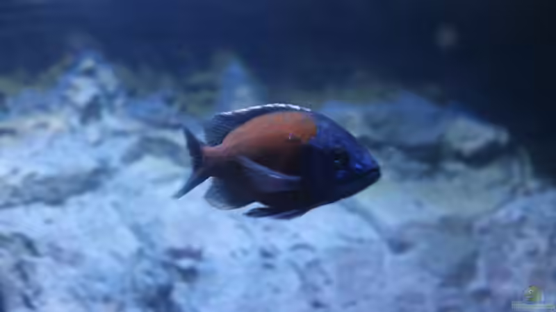 Copadichromis borleyi ´Kadango Red Fin´ (M) von Thomas B. (28)