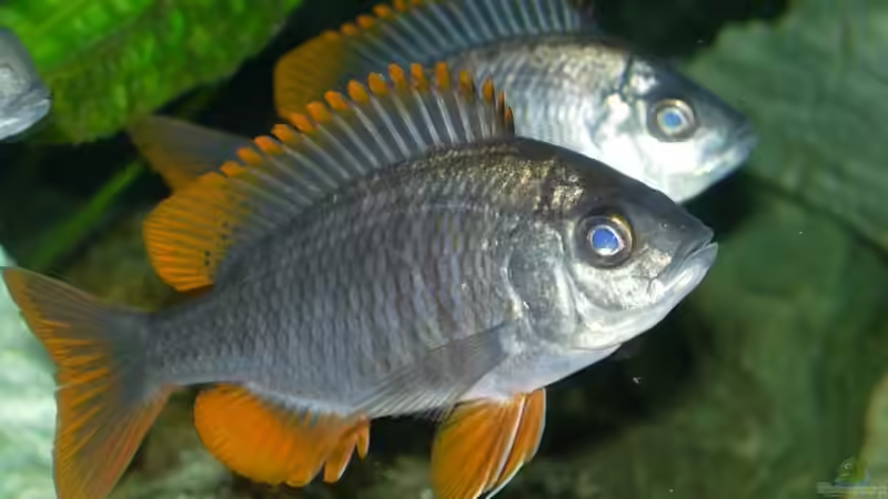 Copadichromis borleyi Kadango Red Fin W von Daniel Riedel (20)