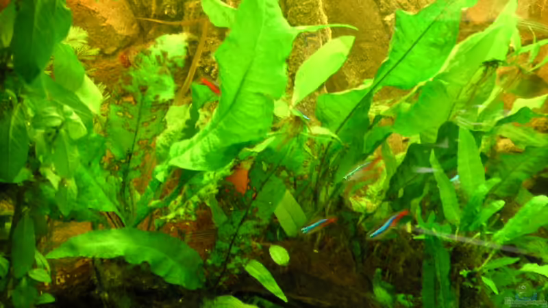 Copadichromis borleyi kadango u. Sciaenochromis fryeri Männchen mit einem Kadango Weibchen  30.03.05 von Armin Lange (12)