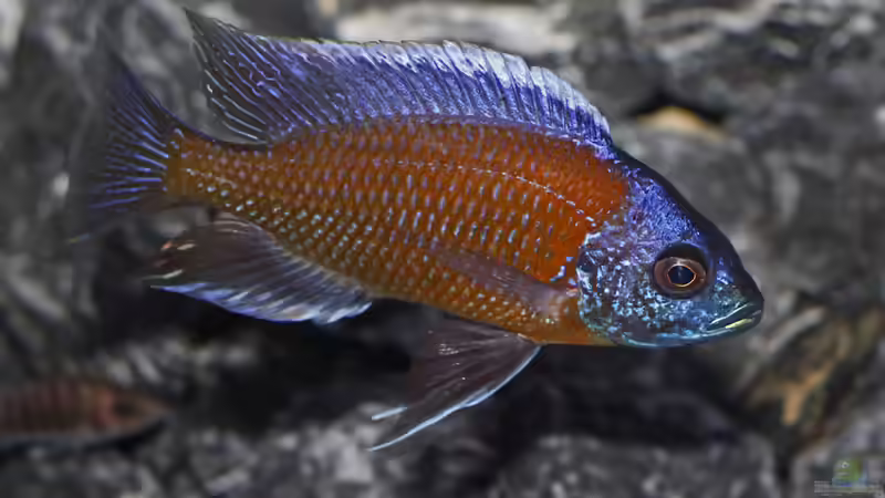 Copadichromis borleyi Kadango von AjakAndi (24)