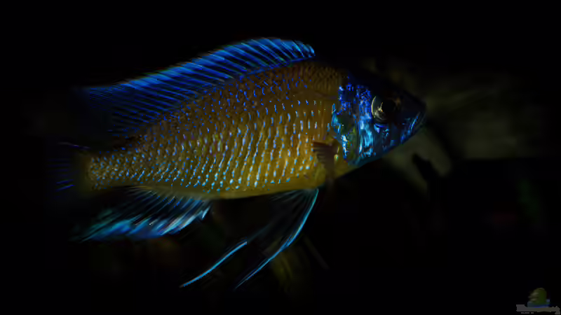 Copadichromis borleyi Kadango von AjakAndi (86)