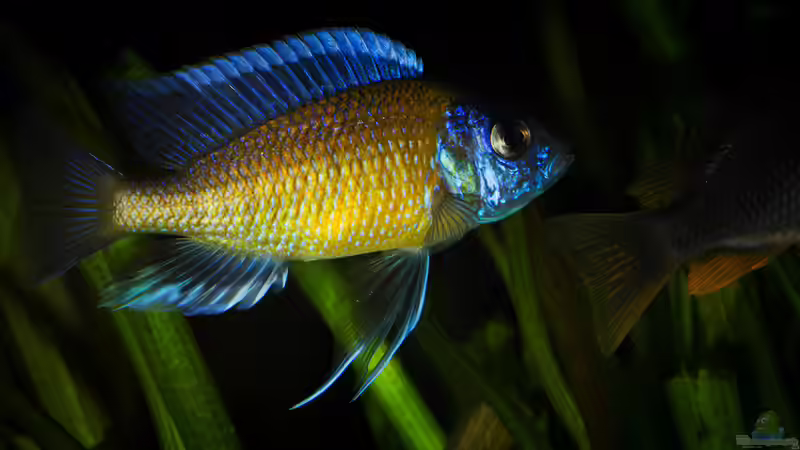 Copadichromis borleyi Kadango von AjakAndi (88)