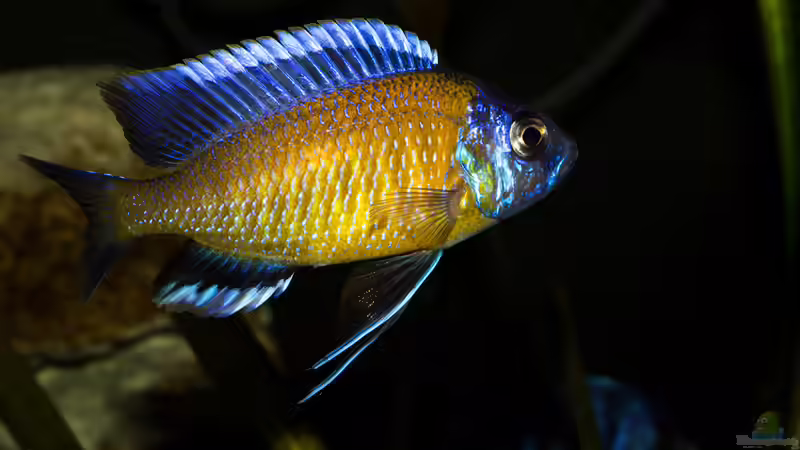 Copadichromis borleyi Kadango von AjakAndi (99)
