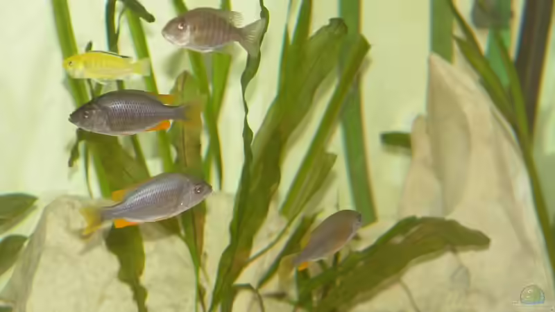 Copadichromis borleyi kadango von Gerhard Unruh (10)