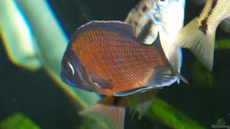 Copadichromis borleyi (Kadango) von Klabuster (27)