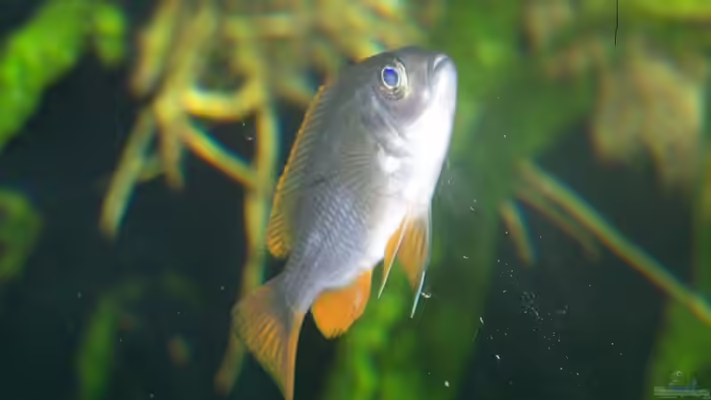 Copadichromis borleyi (Kadango) von Klabuster (32)