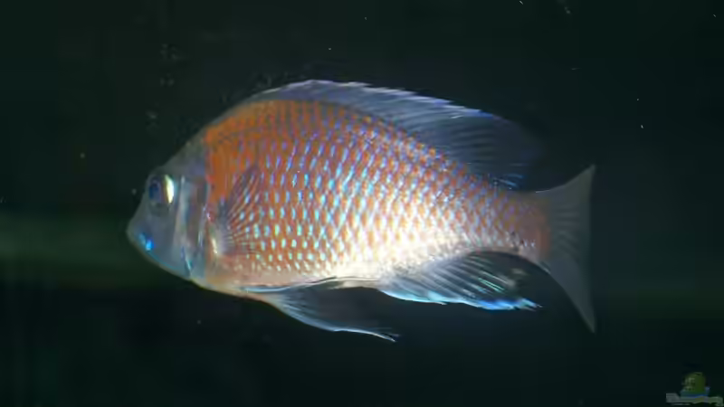 Copadichromis borleyi (Kadango) von Klabuster (33)