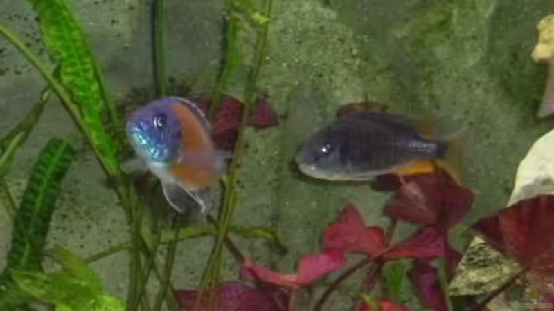 Copadichromis borleyi ´Kadango´ von phyvf (17)