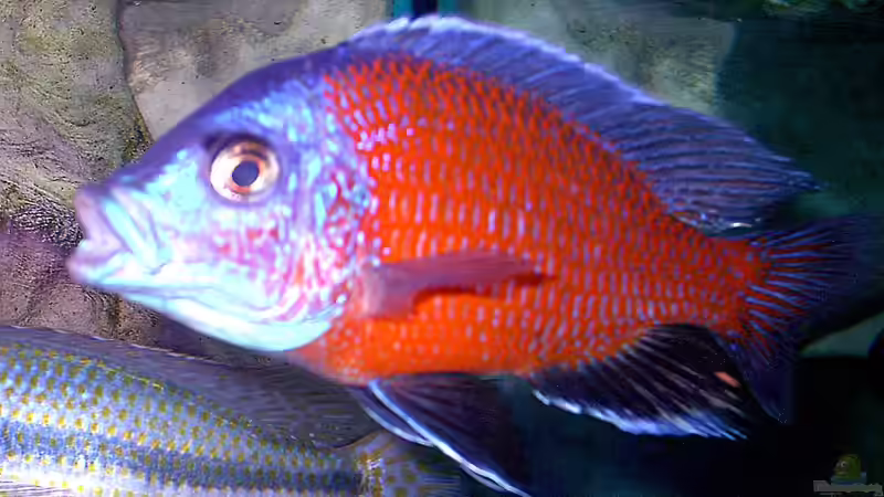 Copadichromis borleyi ´Kadango´ von Wolfgang Schlader (23)