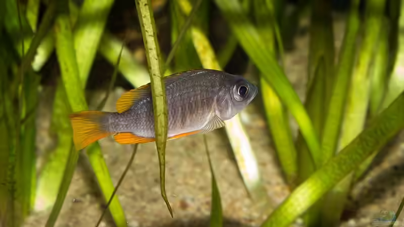 Copadichromis borleyi Kadango (w) ..  von AjakAndi (105)