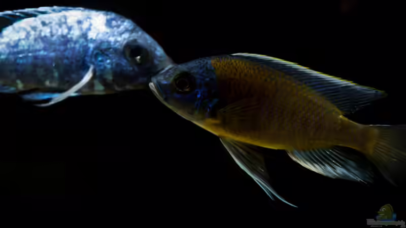 Copadichromis borleyi Kadango zusammen mit einem (unscharfen) Placidochromis phenochilus Tanzania von AjakAndi (83)