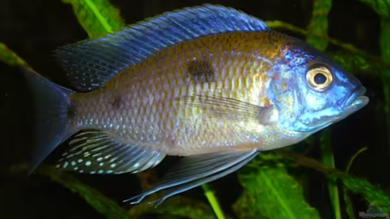 Copadichromis borleyi ´Mara Rocks´ von Daniel Riedel (22)