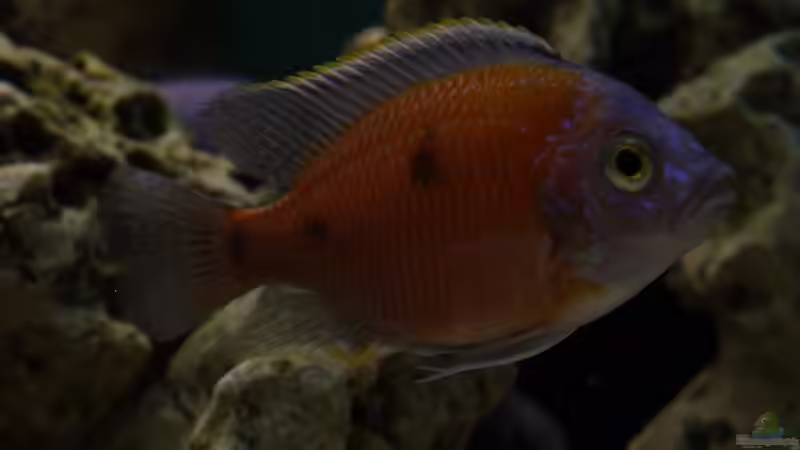 Copadichromis borleyi ???Mbenji??? Bock von Volker Alms (12)