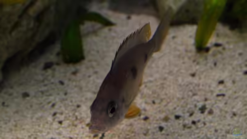 Copadichromis borleyi ???Mbenji??? Weibchen von ehemaliger User (11)