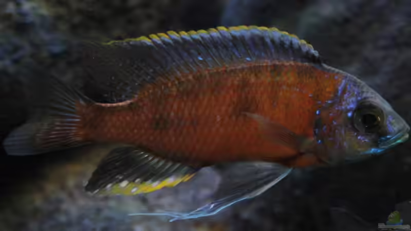 Copadichromis Borleyi Mbenji WF Bock von Florian Bandhauer (60)