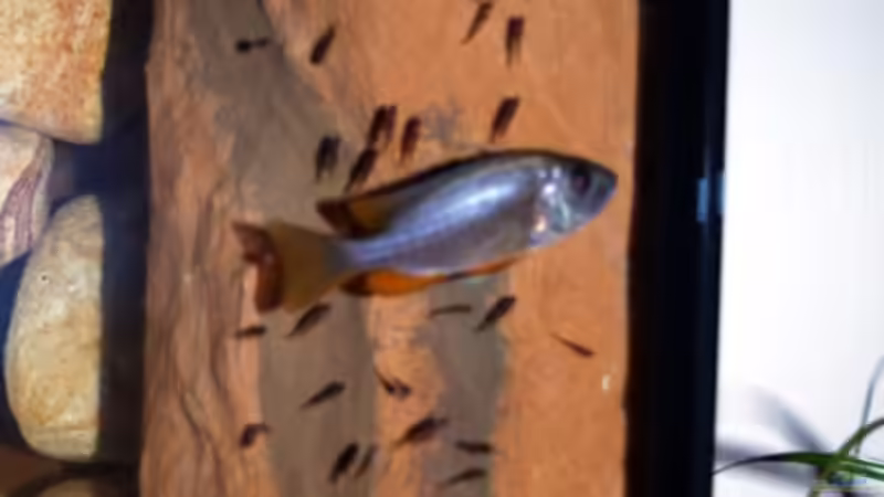 Copadichromis borleyi mutter mit nachwuchs von Jochen Engelmann (15)