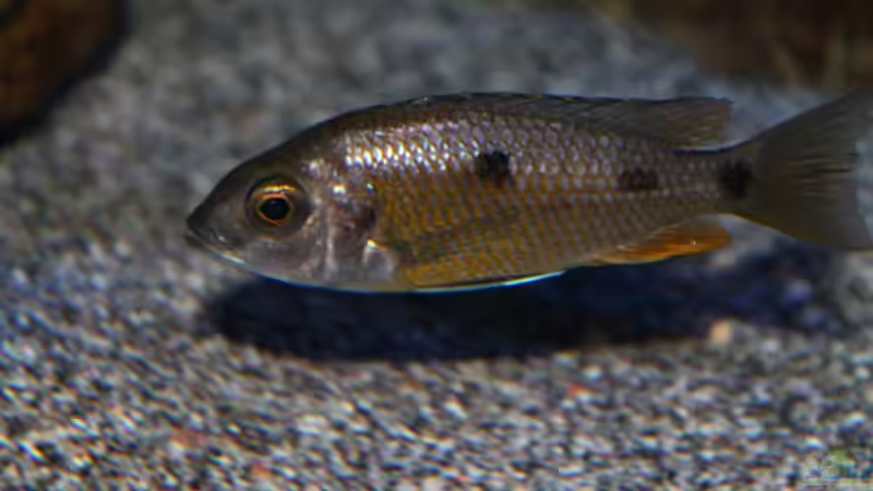 Copadichromis borleyi Namalenje Weibchen von marxbre (54)